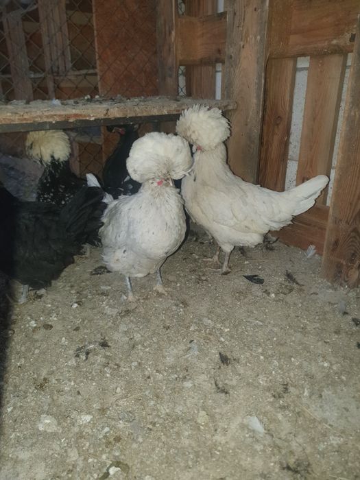 Vand motata olandeza.