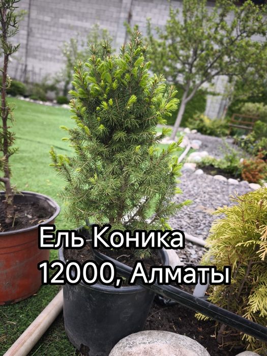 Ель, пихта, туя, можжевельник
