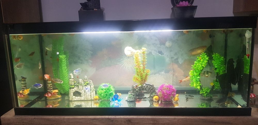 Ancistrus  Pleco Common 25 cm