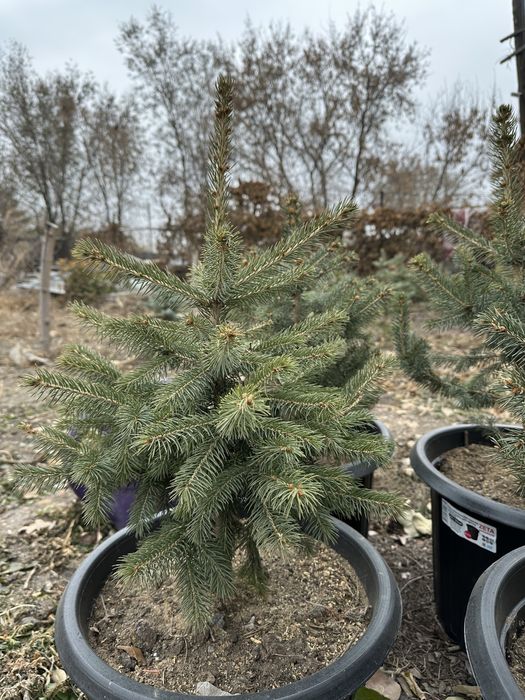 Ель голубая , ель сибирская