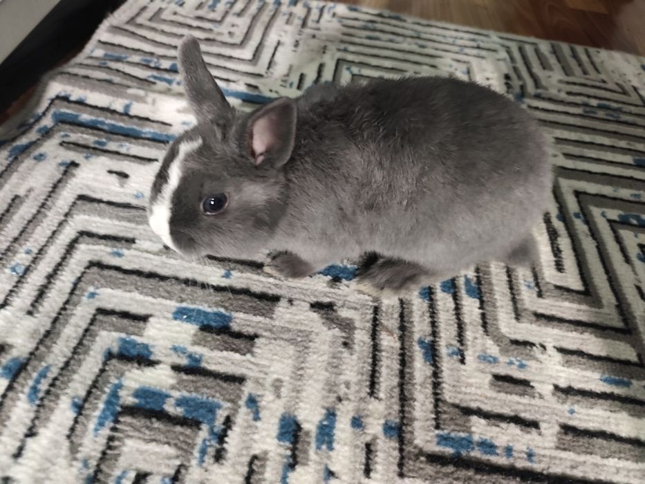 Декаративный кролик ручной