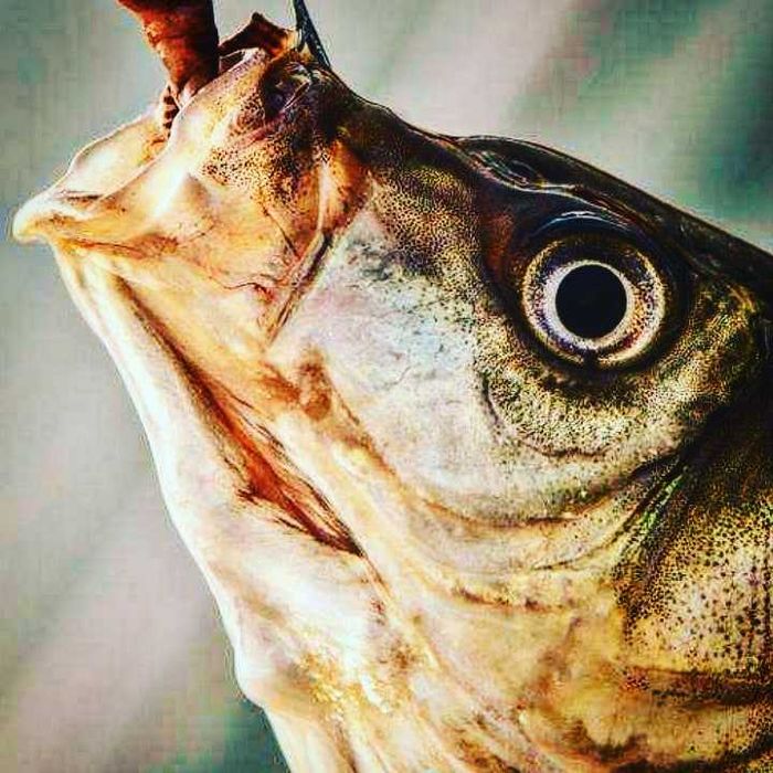 Qalifòrniya  chuvalchnglar va sifatli 
Biogums  hamyonbob narhlarda