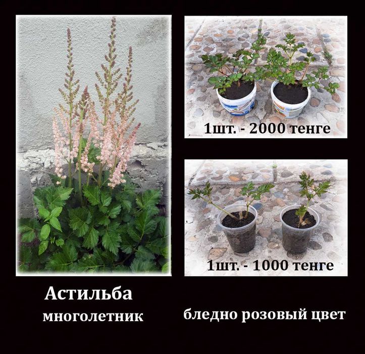 Многолетние цветы.