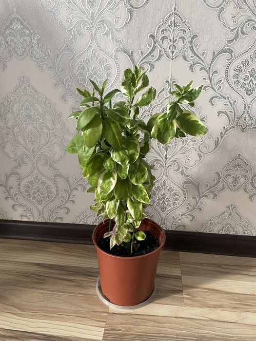 домашние цветы.