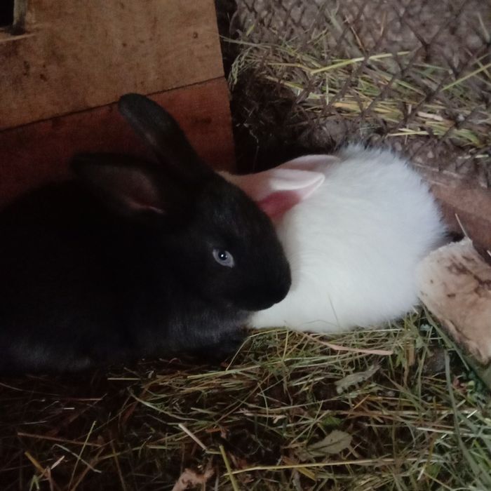 Крольчата месясные