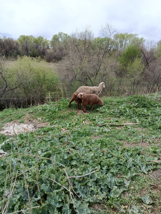 4 Саулык койлар 2 козысымен