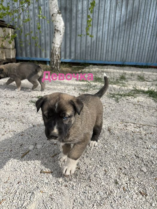 Отдам щенят в добрые руки