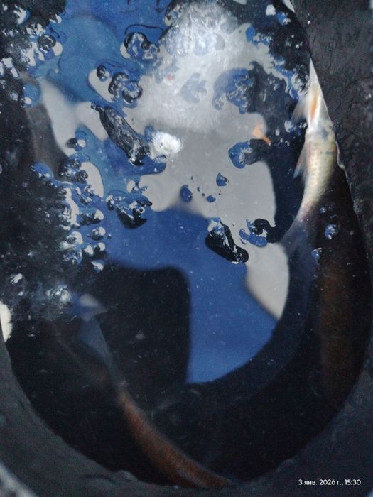 Живец сорожка, елец. 150т шт есть 25шт