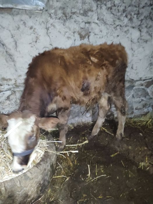 Новвосча сотилади