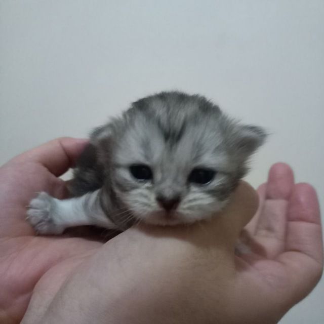 Zotdor Mushukcha , кошка