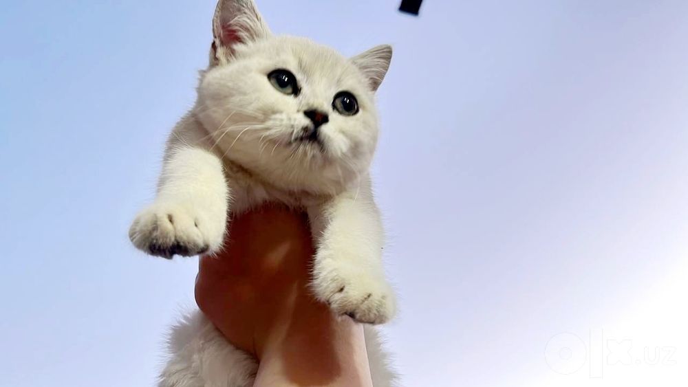 Продаётся котята