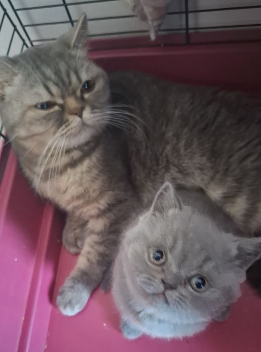 котенок чистая британка