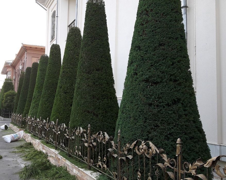 Садовник богбон услуги