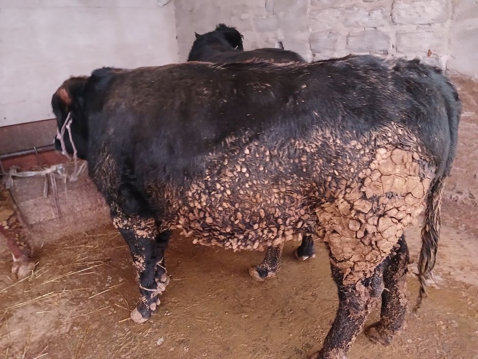 СемізбұхаларСатылады