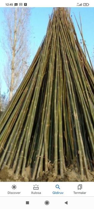 Xar xil turdagi daraxt bor