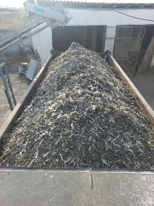 Товук, гунги сотилади (ўғит) товук фабрикадан