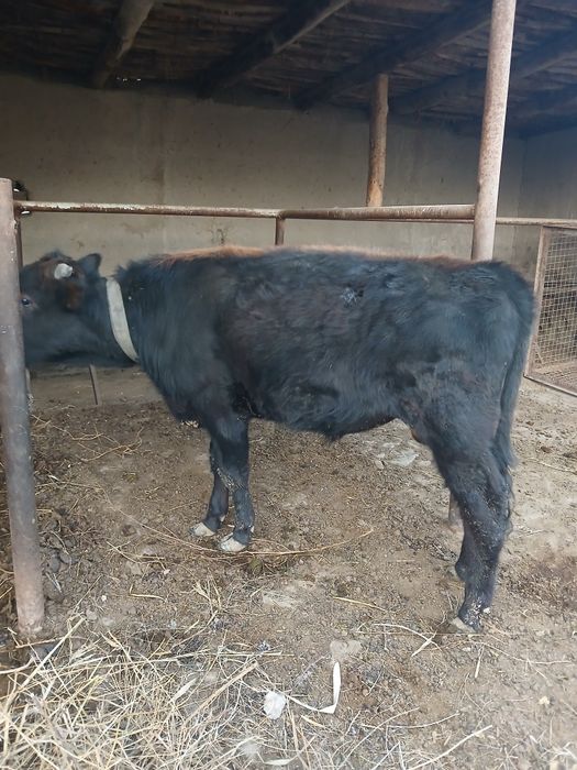 Букача сотилади ёош 7 ойлик иштахаси яхши.