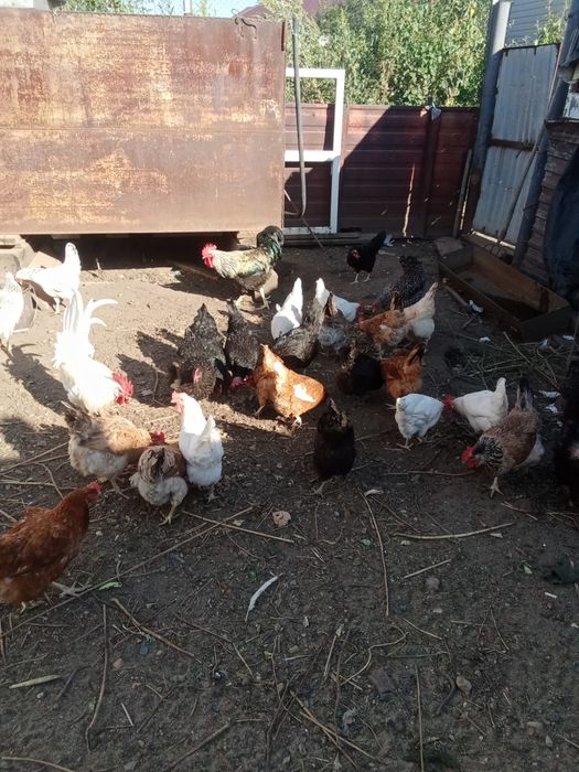Продам домашних курей