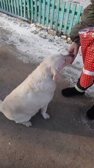 Чья потеряшка - лабрадор?