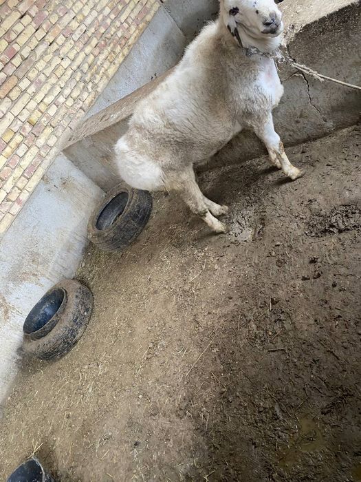 Qazoqi katta  qoʻchqor sotiladi