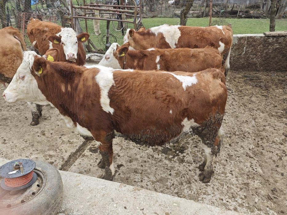 Juninci Baluță Românească