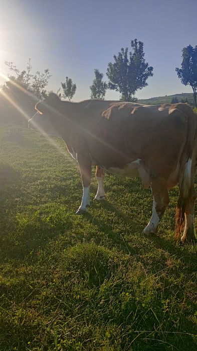 Vacă cu lapte de vânzare