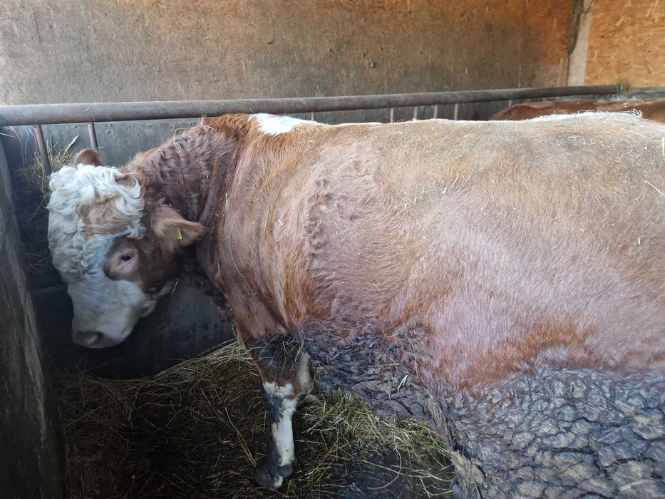 Vand vitei metis angus