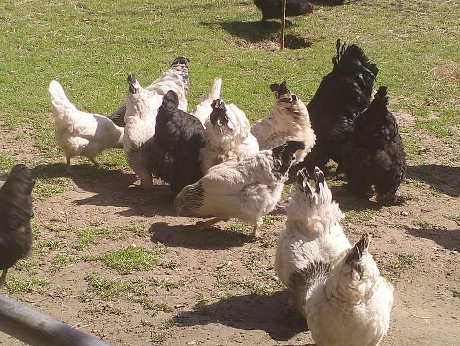 Петух, қораз сатамын