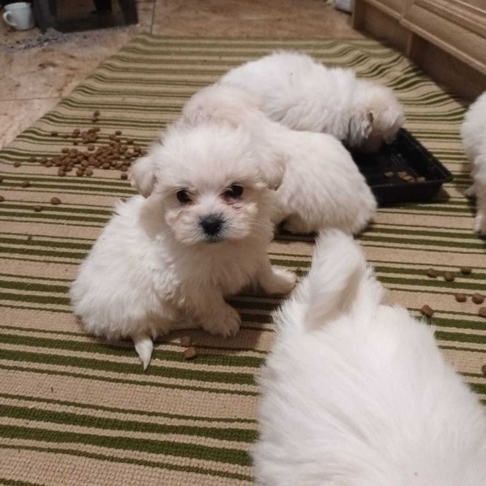 Bichoni Maltezi Miny Toy