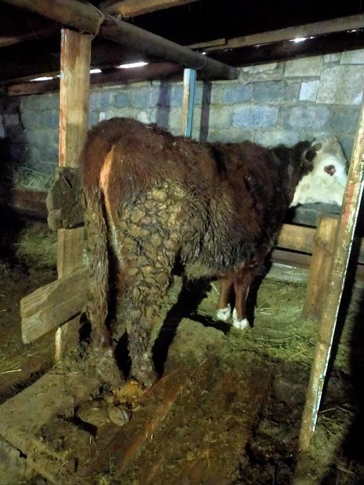 Семиз кунажын сатылады