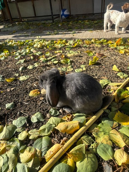 Vand iepurași berbec german