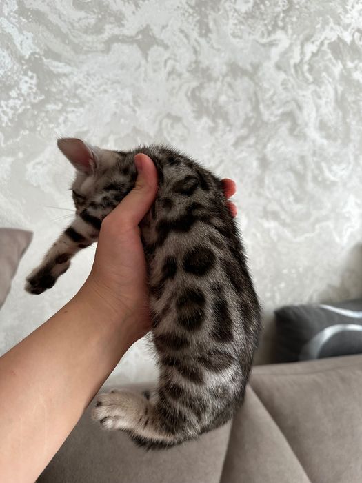 Продается котенок бенгал