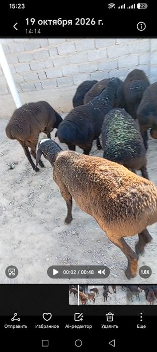 Ассалаумағалайкум қошқар сатылады
