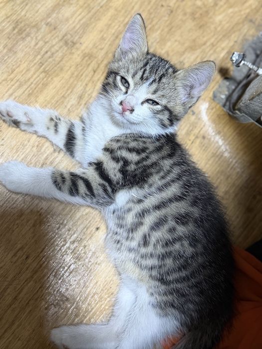 Отдам котят в добрые руки!