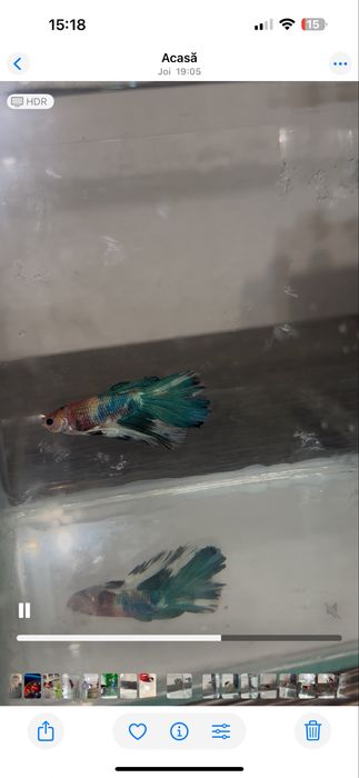 Pesti betta multicolori multiple rase . Hmpk plakat, halfmoon, veiltai ...
