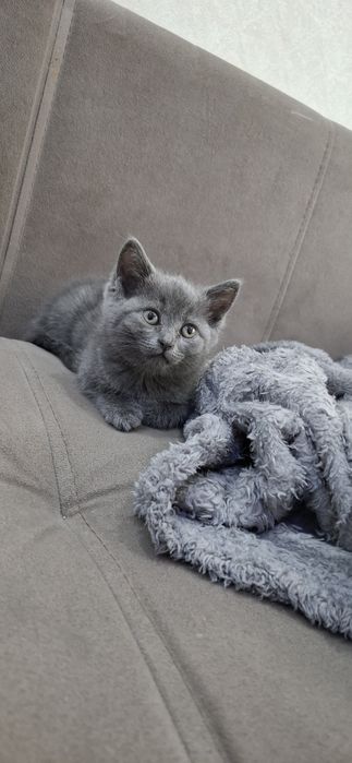 Британские котята