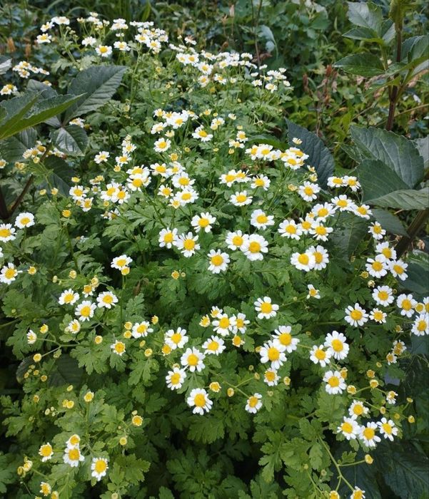 Продаются излишки своих садовых растений
Лютик - корешок 2000 сум
Брун