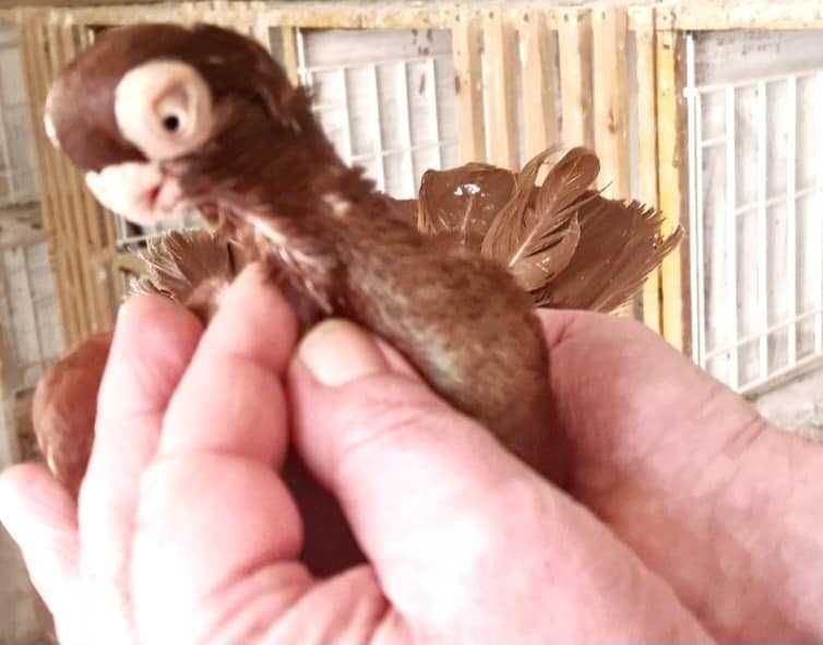 Класни Плевенски гълъби