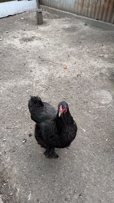 Продам курицу пароды-Брамма