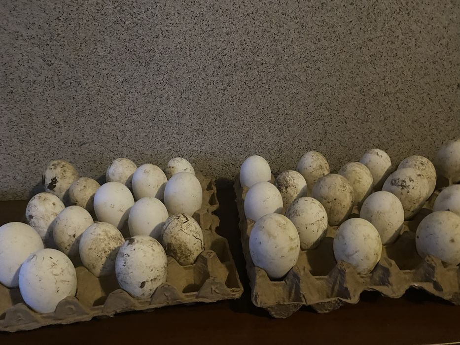 Каздын Жумырткалары