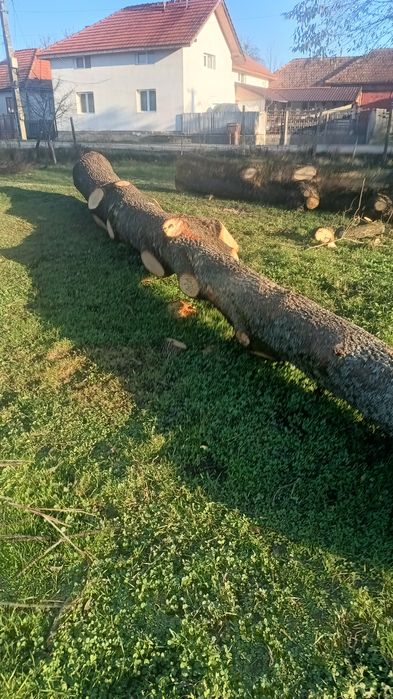 Vând bușteni goron