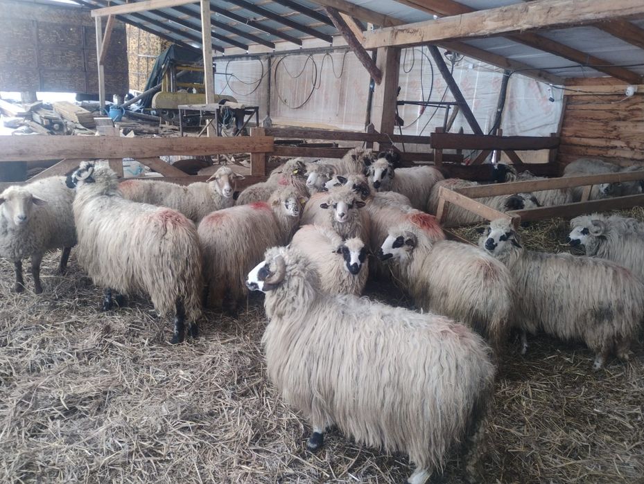 Vând  zece oi  tinere