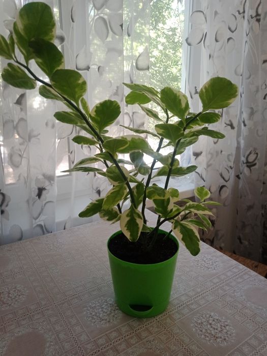 Цветок педилантус.