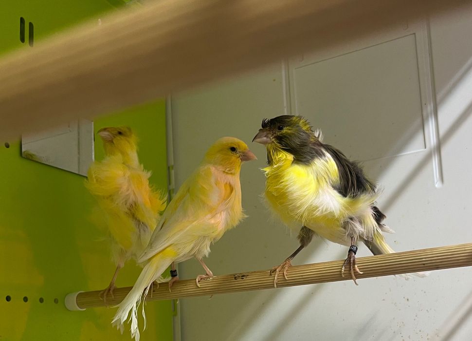 Canari timbrado clasic continuu