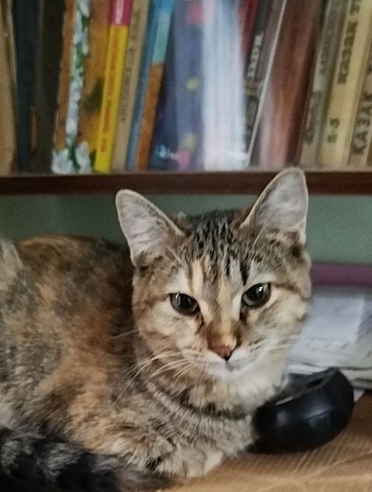 Девочку 9 месяцев отдаю с лотком