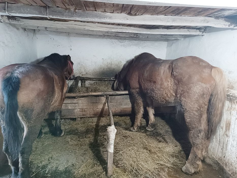 Cal și iapă,  de vânzare