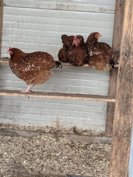 Oua de incubat diferite rase