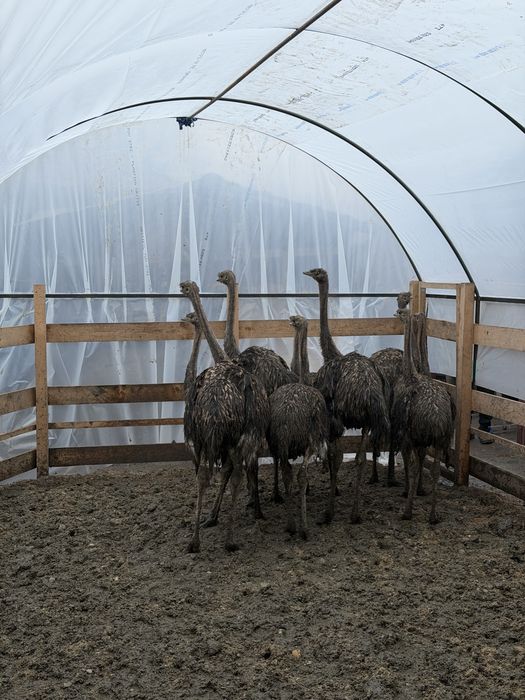 Vand Struti Africani la oferta  6+1 gratis