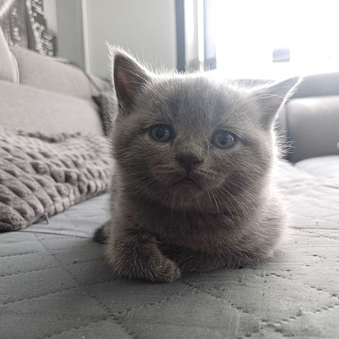 Котенца Британчета