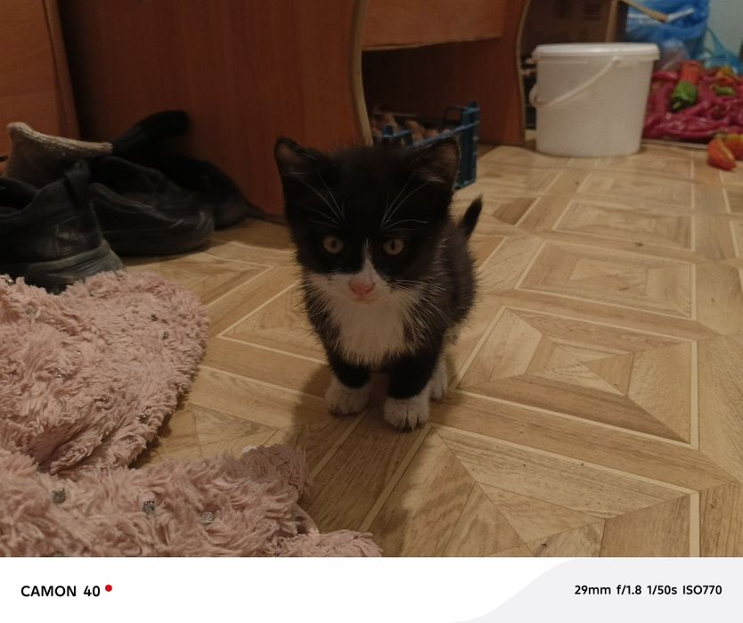 Отдам котят в добрые руки